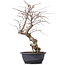 Carpinus coreana, 45 cm, ± 12 years old