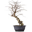 Carpinus coreana, 45 cm, ± 12 years old