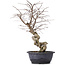 Carpinus coreana, 45 cm, ± 12 jaar oud