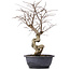 Carpinus coreana, 45 cm, ± 12 jaar oud