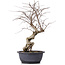 Carpinus coreana, 45 cm, ± 12 jaar oud