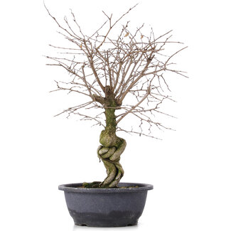 Carpinus coreana, 42 cm, ± 12 anni