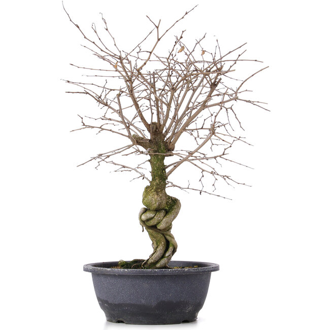 Carpinus coreana, 42 cm, ± 12 jaar oud