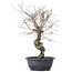 Carpinus coreana, 42 cm, ± 12 Jahre alt