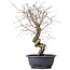 Carpinus coreana, 42 cm, ± 12 jaar oud