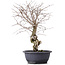 Carpinus coreana, 42 cm, ± 12 Jahre alt