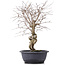 Carpinus coreana, 42 cm, ± 12 years old