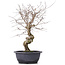 Carpinus coreana, 42 cm, ± 12 jaar oud