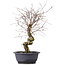 Carpinus coreana, 42 cm, ± 12 Jahre alt