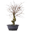 Carpinus coreana, 42 cm, ± 12 years old