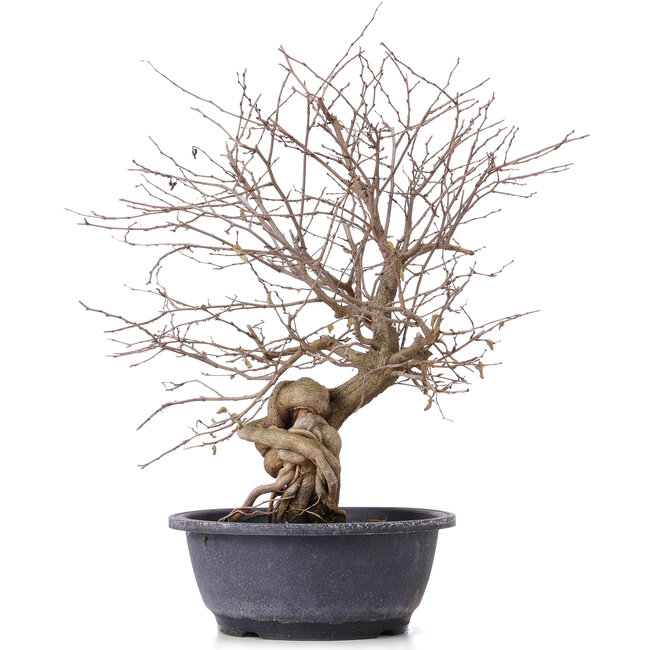 Carpinus coreana, 43 cm, ± 12 jaar oud