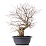 Carpinus coreana, 43 cm, ± 12 anni