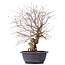 Carpinus coreana, 43 cm, ± 12 anni