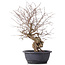 Carpinus coreana, 43 cm, ± 12 Jahre alt