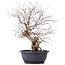 Carpinus coreana, 43 cm, ± 12 anni