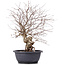 Carpinus coreana, 43 cm, ± 12 anni