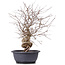 Carpinus coreana, 43 cm, ± 12 anni