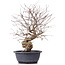 Carpinus coreana, 43 cm, ± 12 Jahre alt