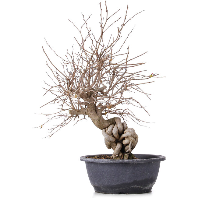 Carpinus coreana, 39 cm, ± 12 jaar oud