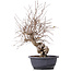 Carpinus coreana, 39 cm, ± 12 jaar oud