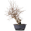 Carpinus coreana, 39 cm, ± 12 jaar oud