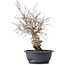 Carpinus coreana, 39 cm, ± 12 jaar oud