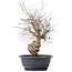 Carpinus coreana, 39 cm, ± 12 jaar oud