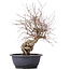 Carpinus coreana, 39 cm, ± 12 jaar oud