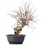 Carpinus coreana, 39 cm, ± 12 jaar oud