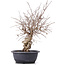 Carpinus coreana, 39 cm, ± 12 jaar oud