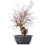 Carpinus coreana, 39 cm, ± 12 Jahre alt