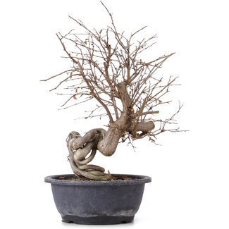 Carpinus coreana, 37 cm, ± 12 anni