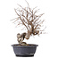 Carpinus coreana, 37 cm, ± 12 Jahre alt