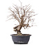 Carpinus coreana, 37 cm, ± 12 anni