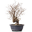 Carpinus coreana, 37 cm, ± 12 Jahre alt