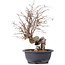 Carpinus coreana, 37 cm, ± 12 years old