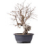 Carpinus coreana, 37 cm, ± 12 jaar oud