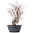 Carpinus coreana, 37 cm, ± 12 jaar oud