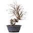 Carpinus coreana, 37 cm, ± 12 Jahre alt