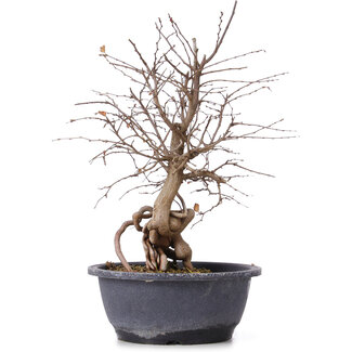 Carpinus coreana, 35 cm, ± 12 years old