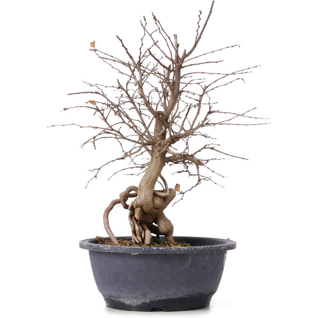 Carpinus coreana, 35 cm, ± 12 anni