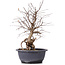 Carpinus coreana, 35 cm, ± 12 Jahre alt