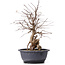 Carpinus coreana, 35 cm, ± 12 jaar oud