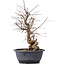 Carpinus coreana, 35 cm, ± 12 anni