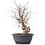 Carpinus coreana, 35 cm, ± 12 jaar oud