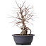 Carpinus coreana, 35 cm, ± 12 anni