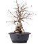 Carpinus coreana, 35 cm, ± 12 anni