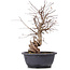 Carpinus coreana, 35 cm, ± 12 jaar oud