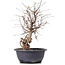 Carpinus coreana, 35 cm, ± 12 years old