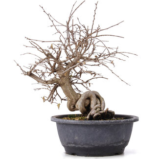 Carpinus coreana, 32 cm, ± 12 anni